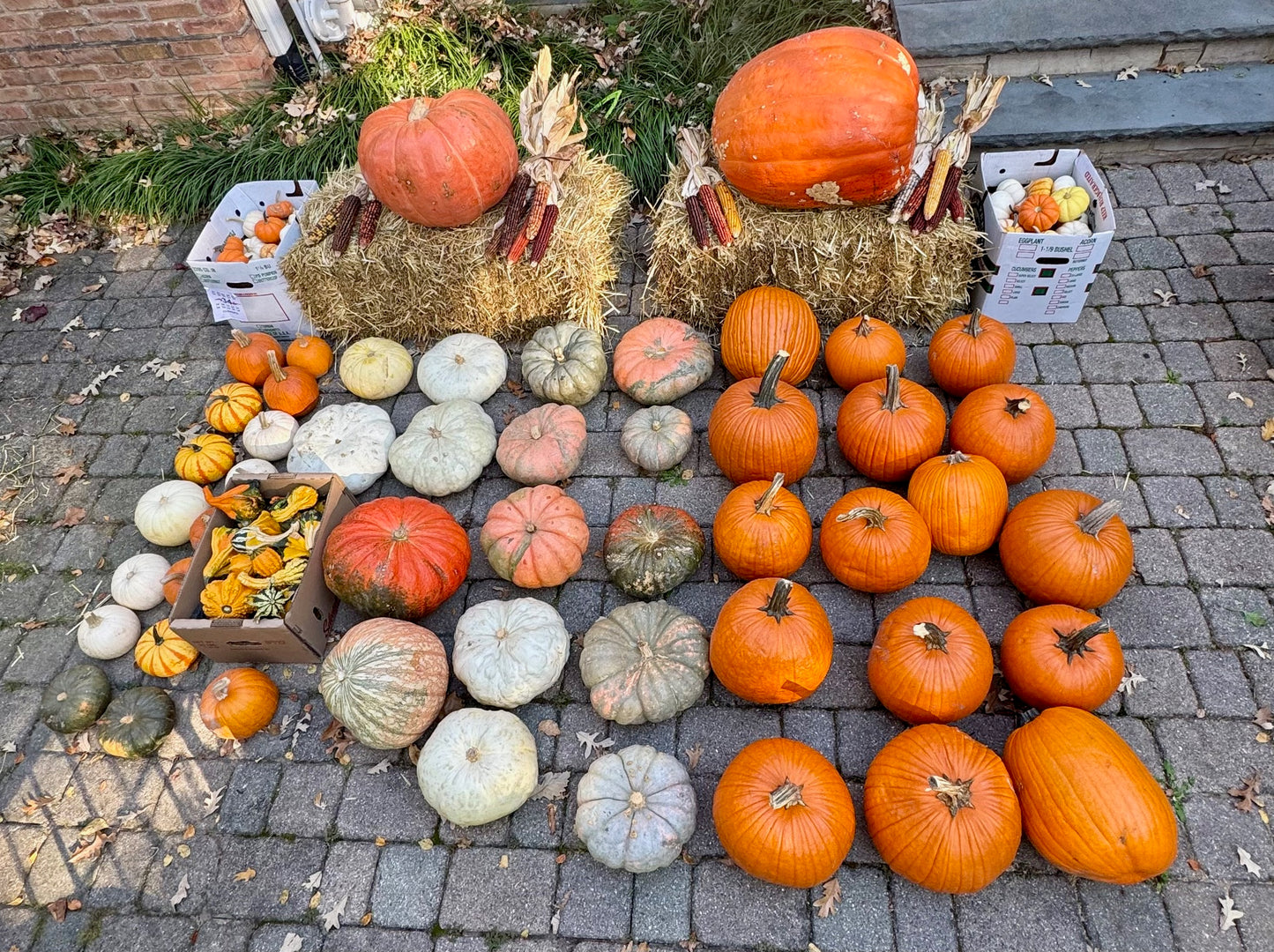 Gourd Goddesses