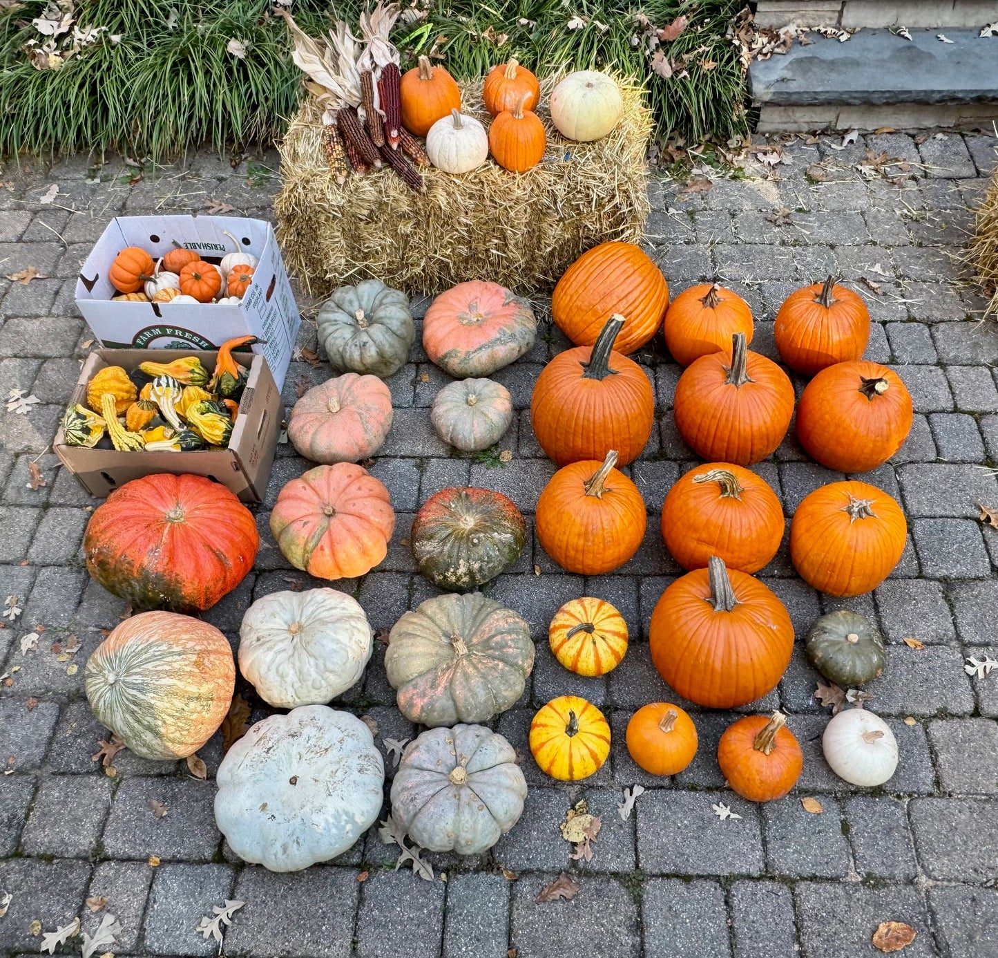 Oh my Gourd