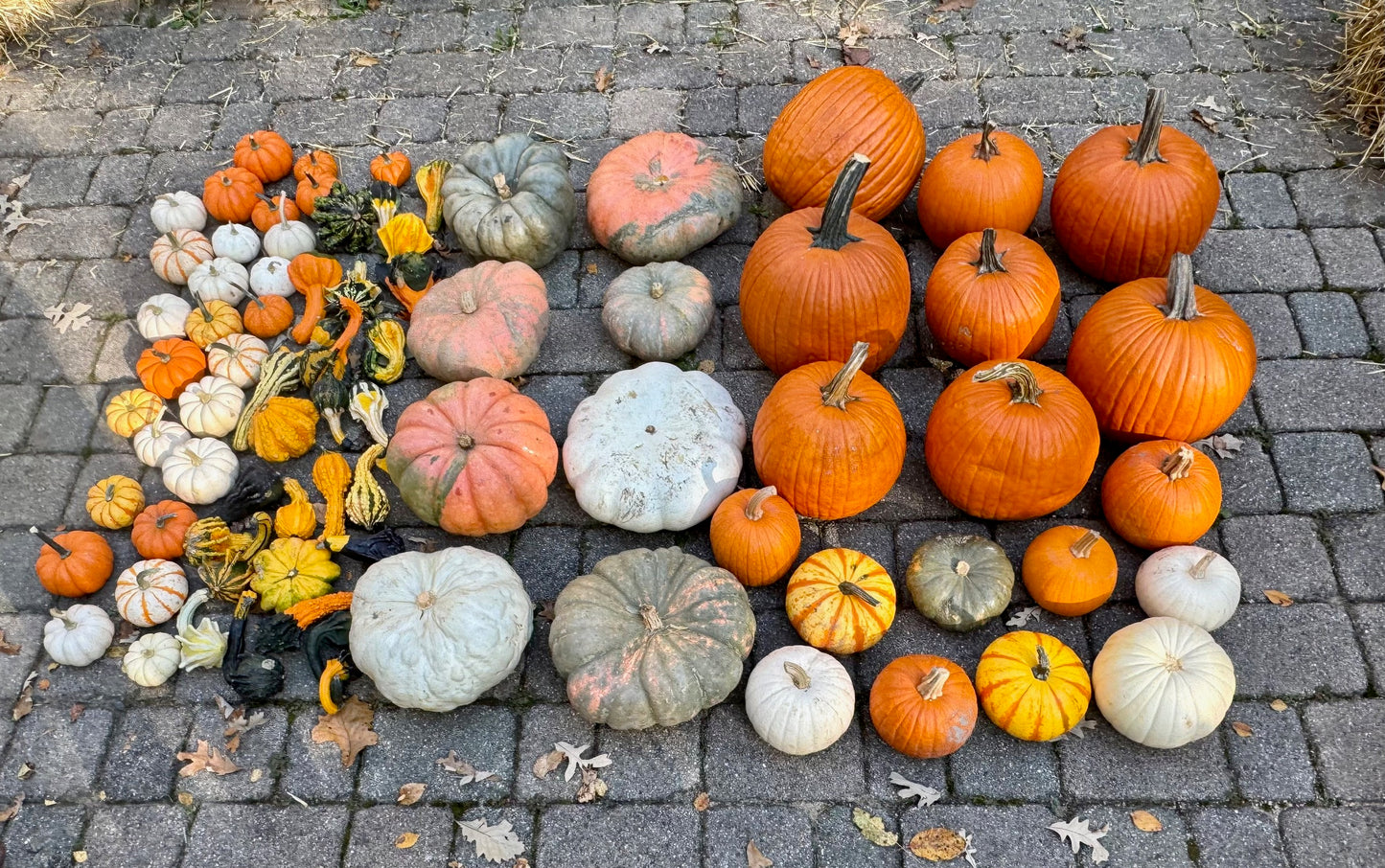 Petite Gourd
