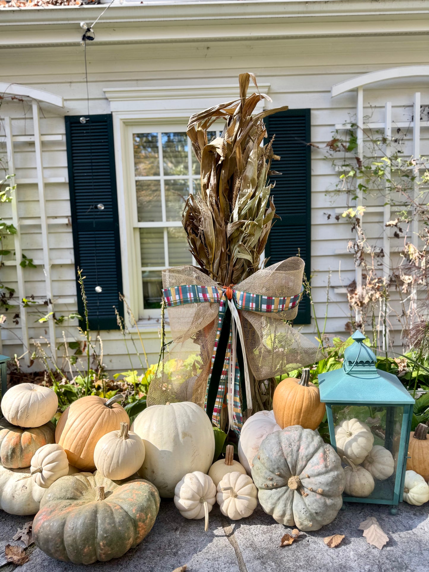 Corn stalk bunch