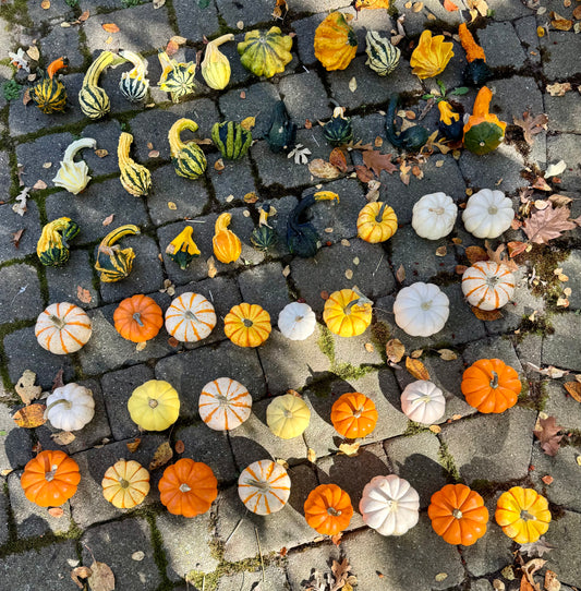 Sack of Mini Pumpkins