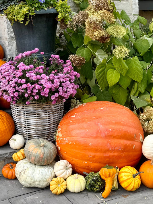 Grand Prize Pumpkin